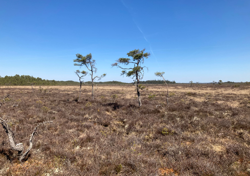 Store Mosse i solsken