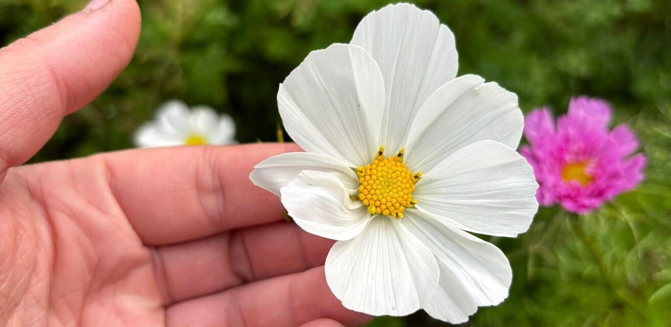 Bilden visar en hand som håller i en vit blomma.
